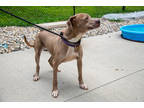 Finn, Terrier (unknown Type, Medium) For Adoption In Terre Haute, Indiana