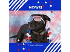 Howie, Terrier (unknown Type, Medium) For Adoption In Terre Haute, Indiana