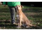 Big Thor, Terrier (unknown Type, Medium) For Adoption In Terre Haute, Indiana