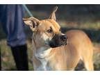 Danny, Terrier (unknown Type, Medium) For Adoption In Terre Haute, Indiana