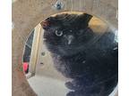 Zeke, Domestic Shorthair For Adoption In Dickson, Tennessee