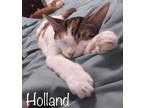 Holland, Domestic Shorthair For Adoption In Savannah, Georgia
