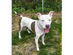 Ice, American Pit Bull Terrier For Adoption In Newport, North Carolina