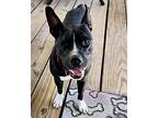 Noel, Terrier (unknown Type, Medium) For Adoption In Seminole, Florida