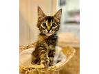 Matcha, Domestic Mediumhair For Adoption In West Hills, California