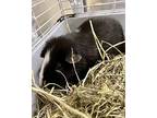 Ohana, Guinea Pig For Adoption In Novato, California