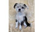 Joliet, Terrier (unknown Type, Small) For Adoption In New York, New York