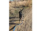 Barkos, Terrier (unknown Type, Medium) For Adoption In Rangely, Colorado