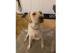 Honey, Labrador Retriever For Adoption In Bear, Delaware