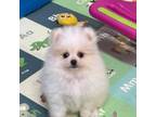 Pomeranian Puppy for sale in Red House, WV, USA