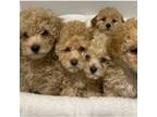 Poodle (Toy) Puppy for sale in Westfield, MA, USA