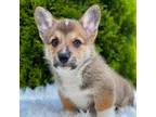 Pembroke Welsh Corgi Puppy for sale in Sugarcreek, OH, USA