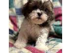 Shih Tzu Puppy for sale in Hudson, FL, USA