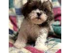 Malshipoo "Evan"