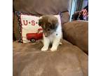 Shetland Sheepdog Puppy for sale in York, SC, USA