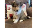 Shetland Sheepdog Puppy for sale in York, SC, USA
