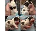 Lagotto Romagnolo Puppy for sale in Rueter, MO, USA