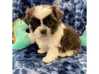 Shih Tzu Puppy for sale in Bedford, IN, USA