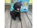 Labradoodle Puppy for sale in Georgetown, SC, USA