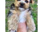 Yorkshire Terrier Puppy for sale in Fair Grove, MO, USA