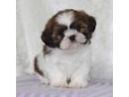 Shih Tzu Puppy for sale in Kewaunee, WI, USA