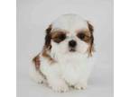 Shih Tzu Puppy for sale in Los Angeles, CA, USA