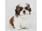 Shih Tzu Puppy for sale in Los Angeles, CA, USA