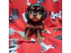Cavalier King Charles Spaniel Puppy for sale in Buffalo, NY, USA