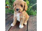 Mutt Puppy for sale in Screven, GA, USA