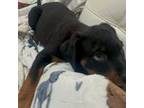 Rottweiler Puppy for sale in New Brunswick, NJ, USA