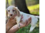 Dachshund Puppy for sale in Nashville, AR, USA