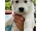 Great Pyrenees Puppy for sale in Anderson, IN, USA