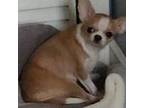Chihuahua Puppy for sale in Attleboro, MA, USA