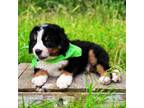 Bernese Mountain Dog Puppy for sale in Norman, OK, USA