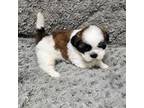 Shih Tzu Puppy for sale in Blairsville, GA, USA