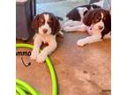 English Springer Spaniel Puppy for sale in Phoenix, AZ, USA