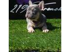 French Bulldog Puppy for sale in Highland, IN, USA