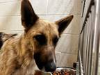 Adopt A534404 a German Shepherd Dog