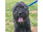 Adopt Cleo a Poodle