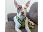 Adopt Elsie a Wirehaired Terrier