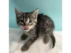 Adopt Shenandoah Kitten 2 a Domestic Short Hair