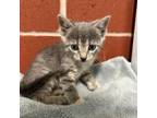 Adopt Shenandoah Kitten 3 a Domestic Short Hair