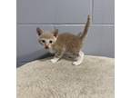 Adopt West Myrtle Kitten 5 a Domestic Short Hair