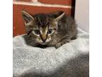 Adopt (Hold) Storm a Domestic Short Hair