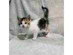 Adopt West Myrtle Kitten 1 a Domestic Short Hair