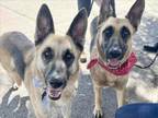 Adopt ESTRELLA a German Shepherd Dog, Mixed Breed