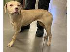 Adopt LILAC a Pit Bull Terrier