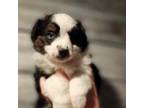 Miniature Australian Shepherd Puppy for sale in Johnson City, TN, USA