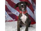Adopt Orchid a Pit Bull Terrier