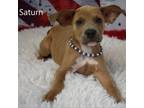 Adopt Saturn a Pit Bull Terrier